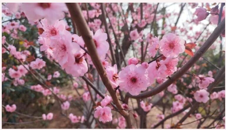 樱花季中的技术盛宴：日本樱花服务器的魅力解析(樱花季 diy)